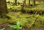 PICTURES/Sol Duc - Ancient Groves/t_Arendish Forest1.JPG